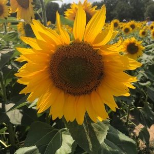 Meet your Posher, Caroline